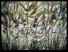 v�g�tal - 2004